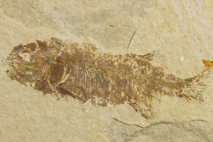 Bargain, Juvenile Phareodus Fish Fossil - Scarce Species #183147